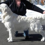 English Cream Retrievers of Strike Golden