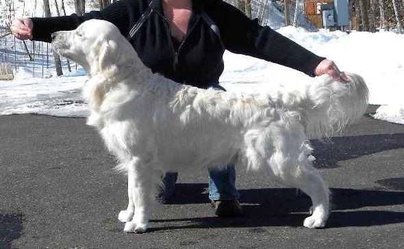 English Cream Retrievers of Strike Golden
