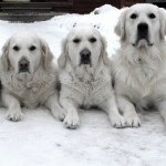 Our Golden's relaxing at home