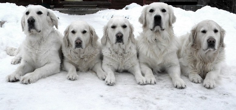 Our Golden's relaxing at home