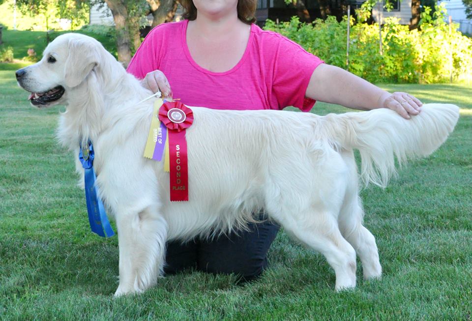 International Champion Chester Beaumont of Strike Golden