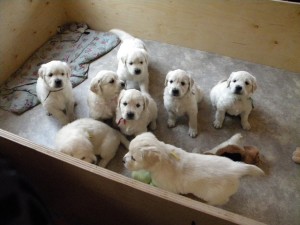 Puppies must sit before they can be picked up.