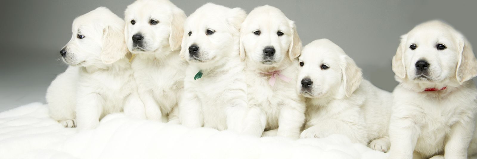 English Cream Retrievers