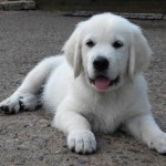 English Cream Puppies