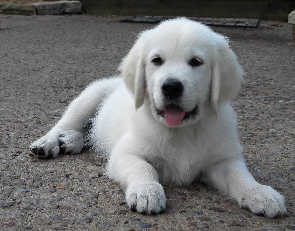English Cream Puppies