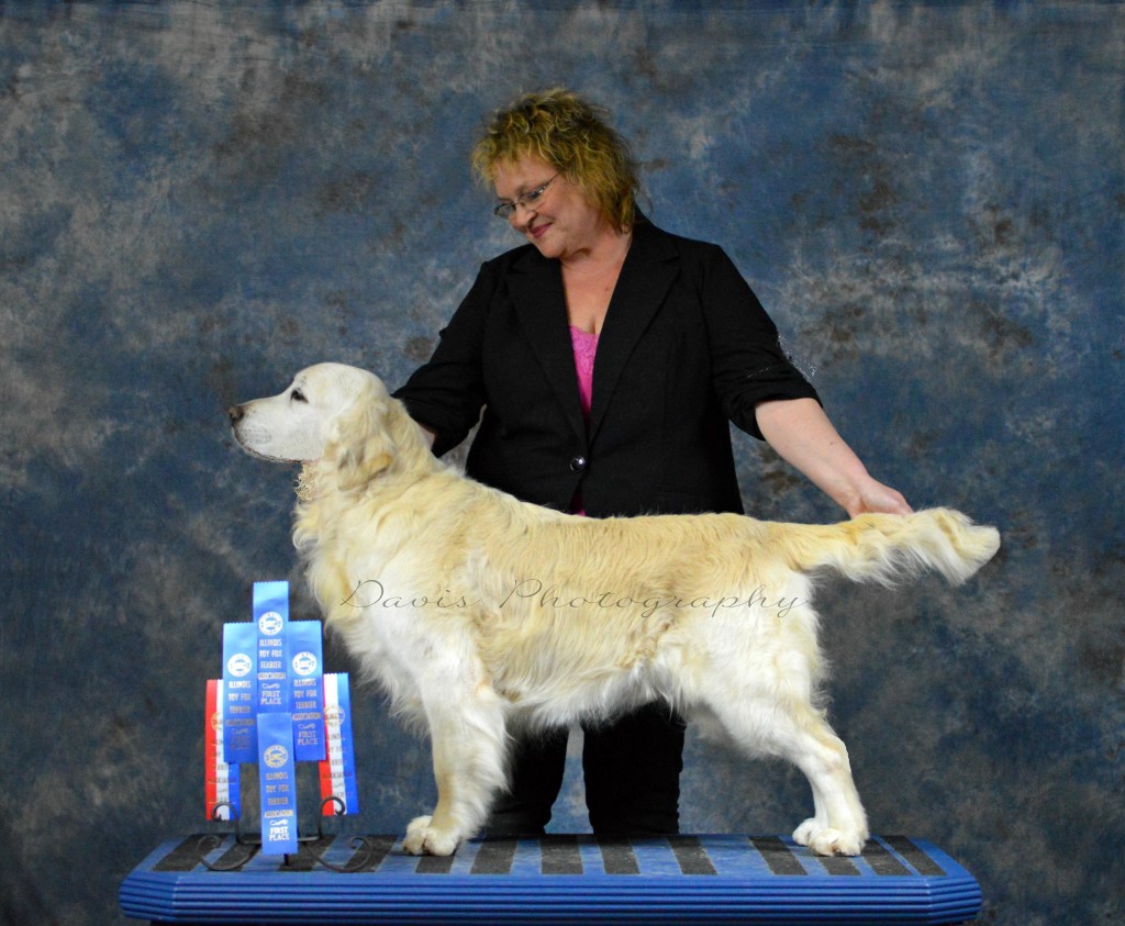 Int Ch Montego Silvermist, Veteran Champion, UKC pointed