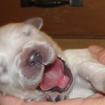 English Cream Retriever Puppy