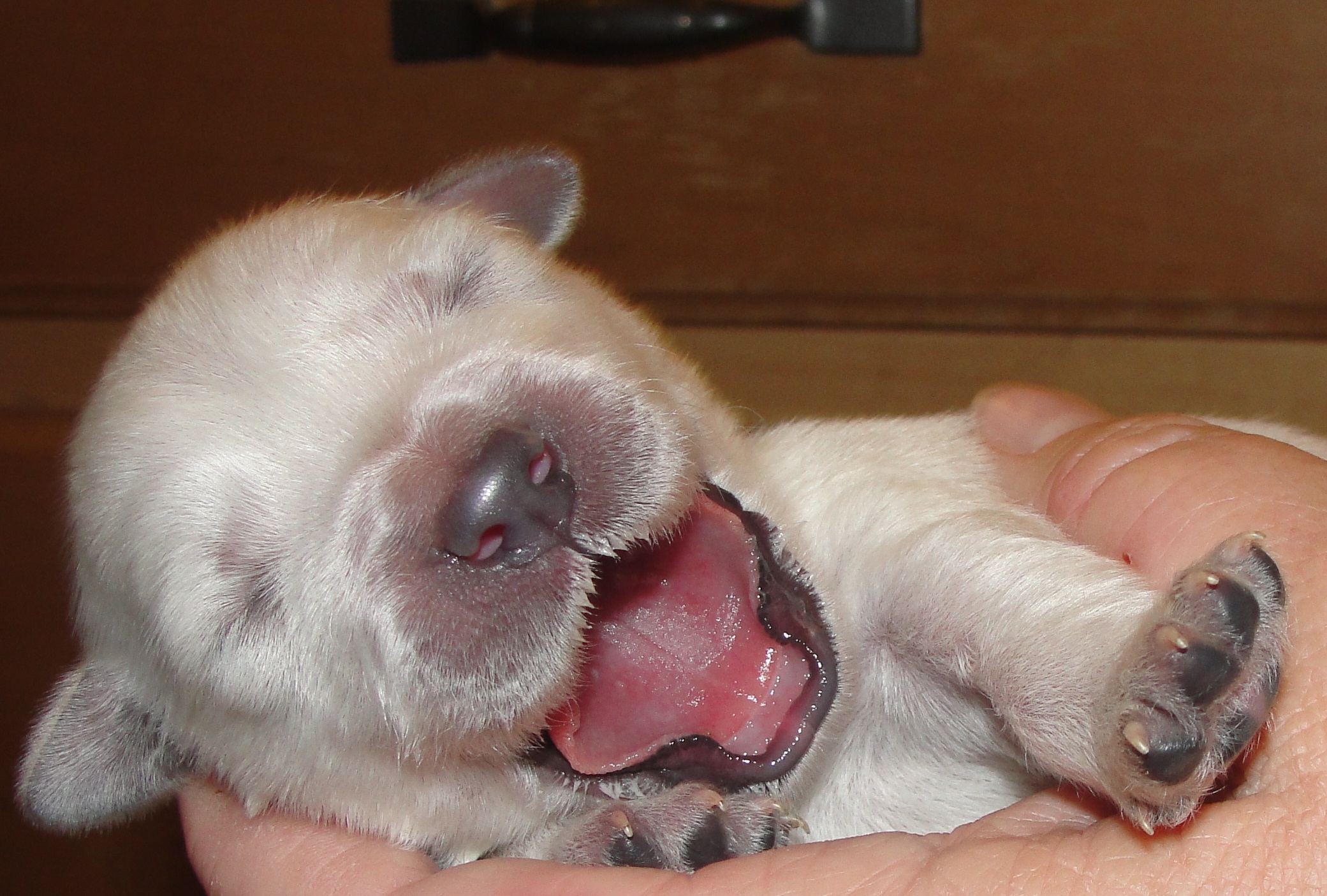 English Cream Retriever Puppy