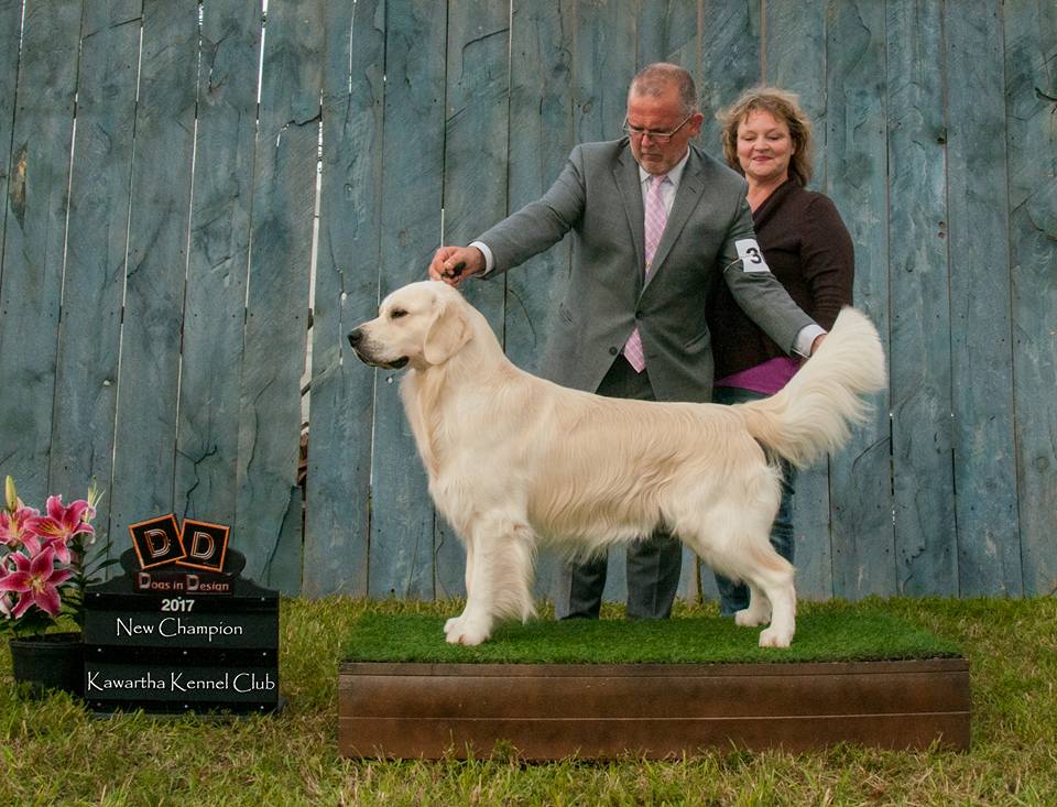 Canadian Ch, Int Ch Phoenix Ducado De Espinosa of Strike Golden- home bred and raised here